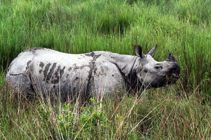 1. Kaziranga National Park